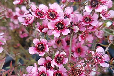 Leptospermum Nanum Huia.jpg